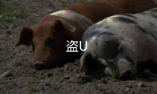 盗U-黄金外汇股票源码-zunyueyuanma.com